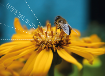 Ökolöwe Leipzig sucht bunte Bilder für bunte Blühmischungen