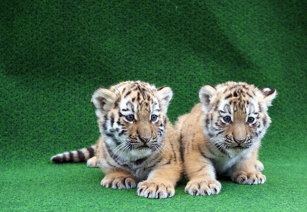 Weibliche Tigerzwillinge