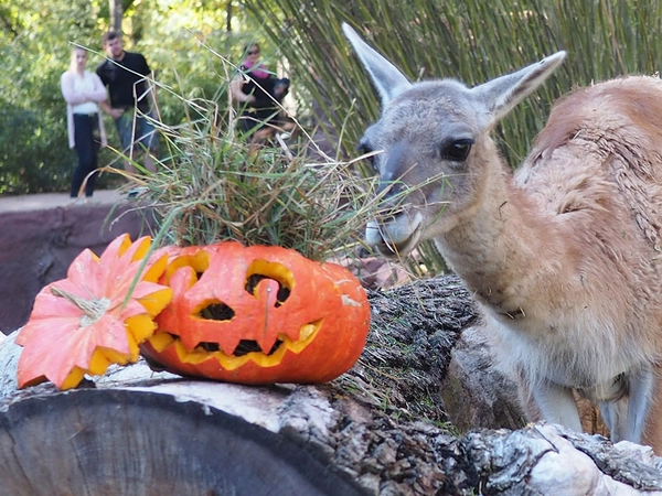 Halloween im Zoo: Guanako am Kürbis, Foto: Zoo Leipzig