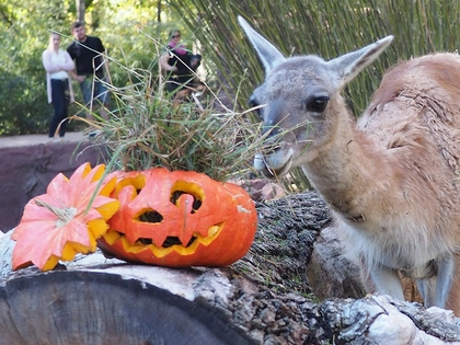 Herbstferien und Halloween im Zoo Leipzig Herbstferien und Halloween im Zoo Leipzig