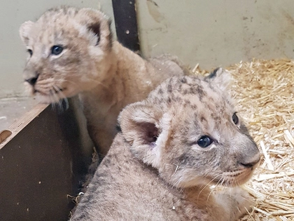 Löwenhöhle im Zoo Leipzig für Besucher ab Freitag geöffnet Löwenhöhle im Zoo Leipzig für Besucher ab Freitag geöffnet
