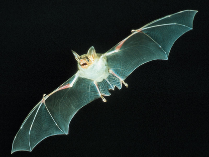 NABU Leipzig lädt zur Batnight 2022 ein