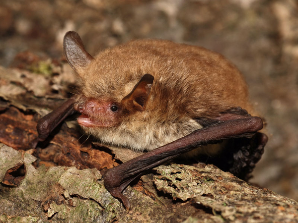 Fransenfledermaus, Foto: NABU / E. Grimmberger
