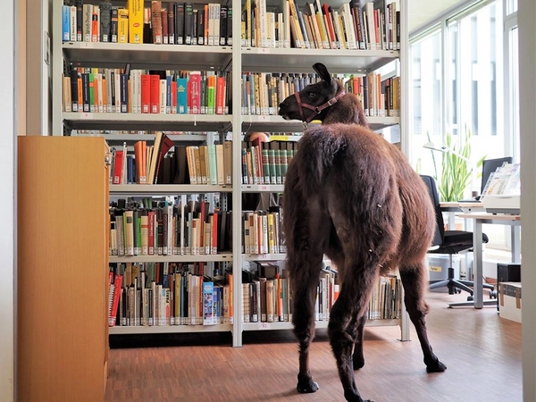 Lama Horst in der Bibliothek des Zoo Leipzig