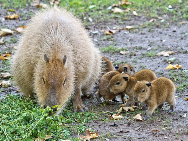 Capybara-Jungtiere mit Mutter, Foto: Zoo Leipzig