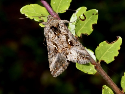 Bioblitz 2022 ist gestartet: Naturkundemuseum Leipzig ruft zum mitmachen auf