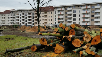 Baugenossenschaft rodet fast kompletten Innenhof in der Bernhard-Göring-Straße 135