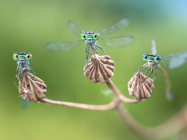 Kleinlibellen, Foto: Alberto Ghizzi Panizza 