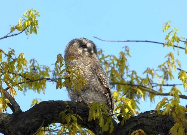 Dieser junge Waldkauz wurde am Boden von besorgten Tierfreunden gefunden. Die Wildvogelhilfe wurde rechtzeitig informiert, der Jungvogel konnte vor Ort wieder auf einen Ast zu seinen Eltern gesetzt werden.