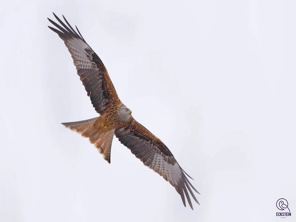 Der Rotmilan ist die Auwaldart des Jahres 2023, Foto: Eckstein Fotografie / Stadt Leipzig