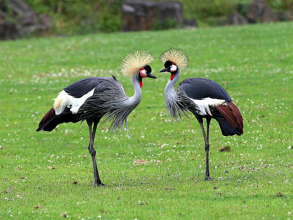 Kronenkranich, Foto: Zoo Leipzig