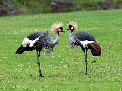 Abwechslungsreiches Programm am Himmelfahrts-Wochenende im Zoo Leipzig Abwechslungsreiches Programm am Himmelfahrts-Wochenende im Zoo Leipzig