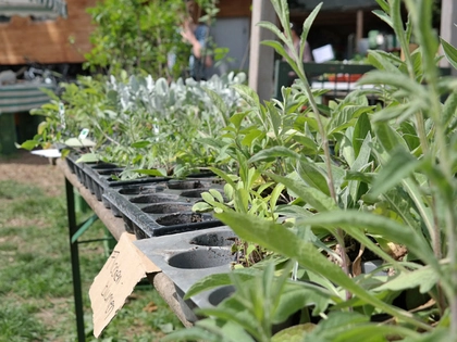 Leipziger Projekt VielFalterGarten veranstaltet kostenlose Jungpflanzenausgabe