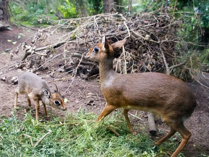 Erfolgreiche Woche für den Zoo Leipzig Erfolgreiche Woche für den Zoo Leipzig
