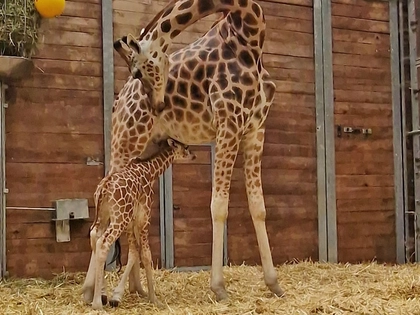 Nachwuchs bei den Rothschildgiraffen im Zoo Leipzig Nachwuchs bei den Rothschildgiraffen im Zoo Leipzig