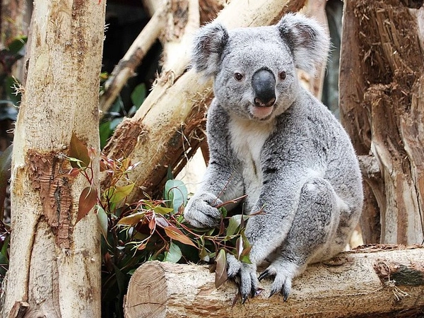 Oobi-Ooobi im Koalahaus des Zoos Leipzig