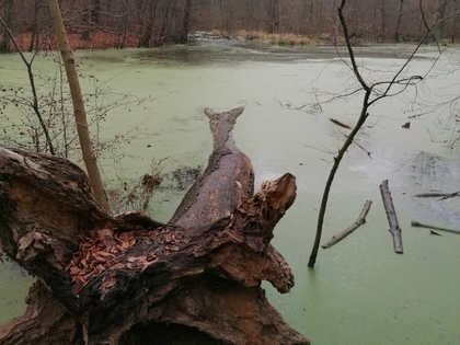 Philosophischer Salon „Wozu Wildnis?“ im Budde-Haus Leipzig