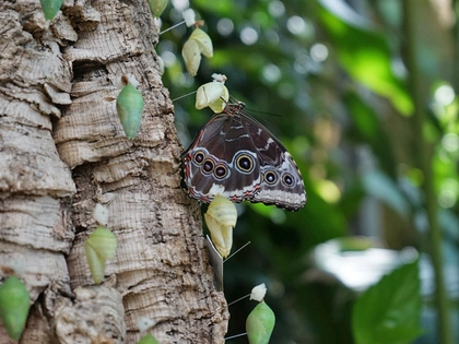 Crowdfunding für das Schmetterlingshaus im Botanischen Garten Leipzig