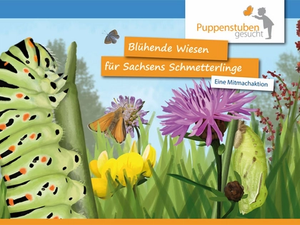 NABU lädt zum Aktionstag auf der Schmetterlingswiese NABU lädt zum Aktionstag auf der Schmetterlingswiese
