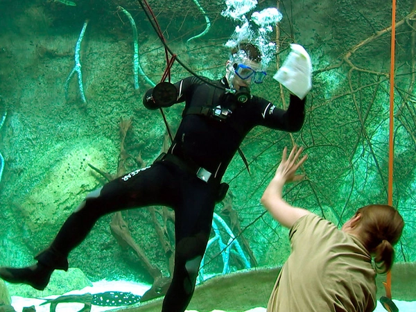 MDR Fernsehen Elefant, Tiger & Co. – Spezial: "Das neue Aquarium" Tierpfleger Florian Ludwig geht im Panoramabecken regelmäßig auf Tauchstation - dirigiert von seiner Kollegin Martina Hacker, Foto: MDR