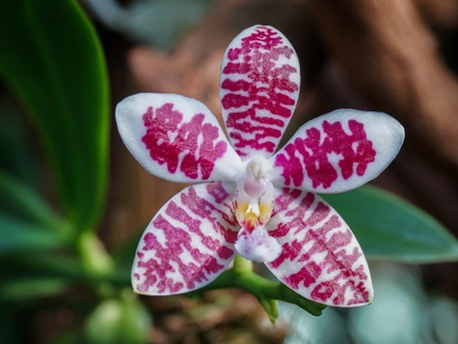 Raus aus der Winterpause: Orchideenschau 2026 im Botanischen Garten der Universität Leipzig