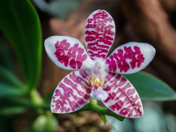 Phalaenopsis, Foto: Botanischer Garten der Unniversität Leipzig