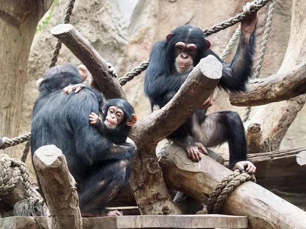 Schimpansenjunges Martin mit Mutter Changa, Foto: Zoo Leipzig
