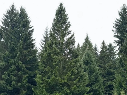 Baum für den Leipziger Weihnachtsmarkt 2025 kommt aus dem Vogtland