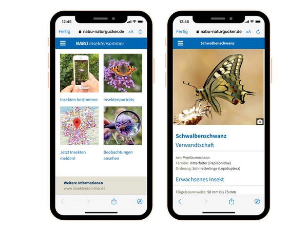 NABU-App Insektensommer, Foto: NABU