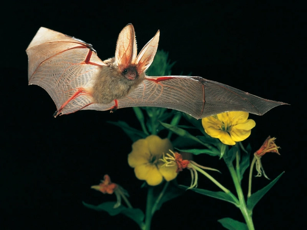 Braunes Langohr im Flug, Foto: Dietmar Nill