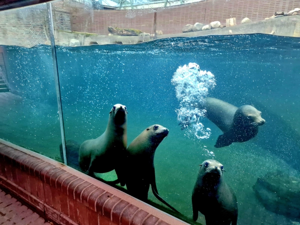 Die Seelöwen werden perspektivisch in die neue Erlebniswelt Feuerland umziehen, Foto: Zoo Leipzig