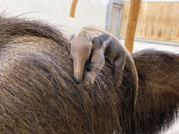 Ameisenbärenjungtier auf dem Rücken der Mutter, Foto: Zoo Leipzig