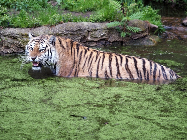 Amurtiger Czar nimmt ein Bad in der Tiger Taiga, Foto: Zoo Leipzig