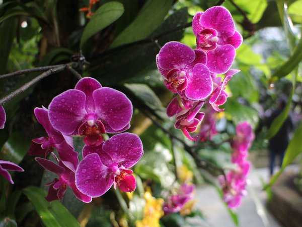 Tropischer Blütenzauber in den Orchideenwelten, Foto: Botanischer Garten