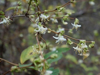 Besucherrekord im Botanischen Garten der Universität Leipzig