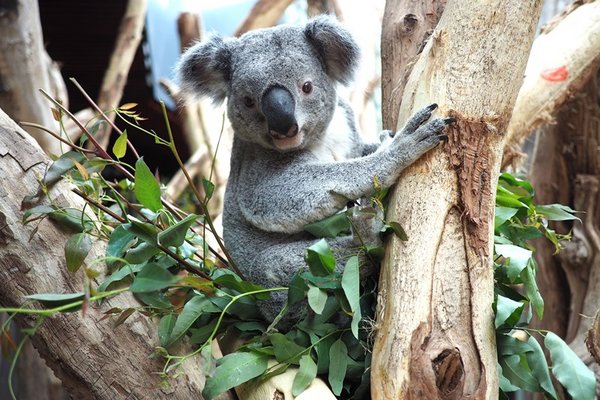 Koala Oobi-Ooobi im Zoo Leipzig.