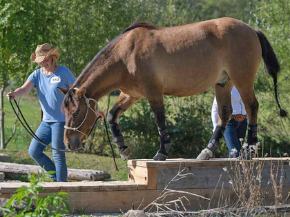 PARTNER PFERD 2025 wird extrem