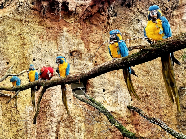 Grünflügelaras und Blaukehlaras in den Vogelwelten, Foto: Zoo Leipzig
