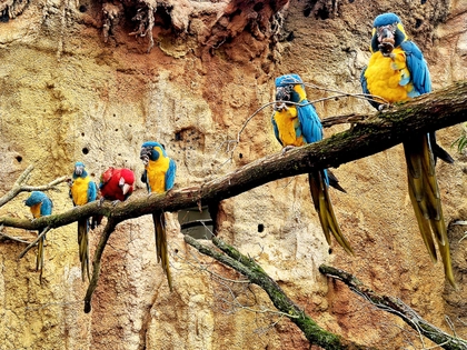 Vogelwelten Amazonien und Loriversum im Zoo Leipzig sind eröffnet