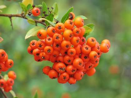 Leipzigs Baum des Jahres 2024