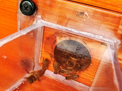 Naturkundemuseum Leipzig lädt zum Bienennachmittag