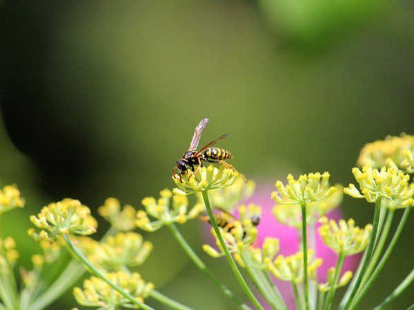 Bei der Hochsommerzählung kann besonders auf Wespen geachtet werden. Gibt es dieses Jahr weniger aufgrund des kühlen Frühlings? Foto: Ina Ebert