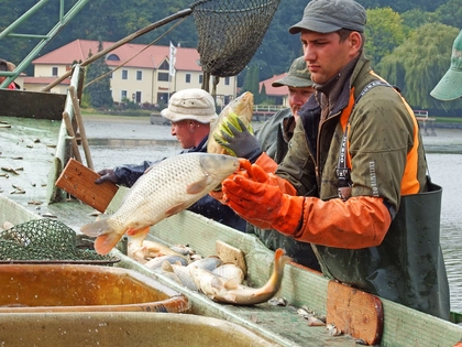 Region Leipzig: Wermsdorfer Horstseefischen 2023