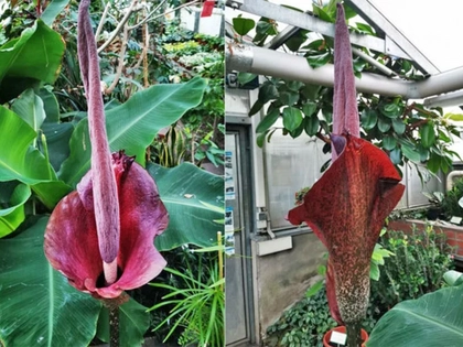 Eine der größten Blüten der Welt kann in Leipzig bewundert werden