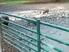 Wildschweingehege im Wildpark, Quelle: 