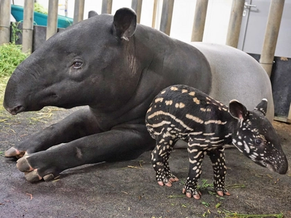 Ferienauftakt mit Nachwuchs im Zoo Leipzig Ferienauftakt mit Nachwuchs im Zoo Leipzig