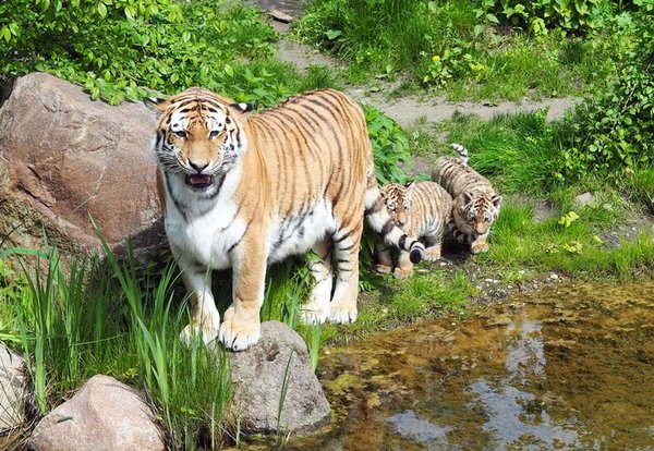 Tigermama Bella mit Jungtieren auf der Außenanlage des Zoos Leipzig