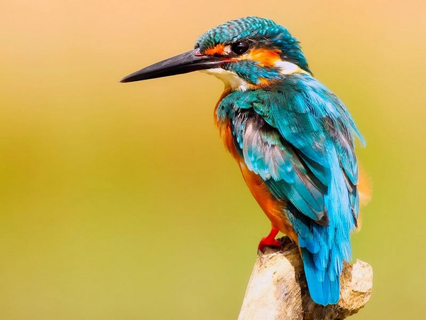 Eisvogel, Foto: pixabay.com