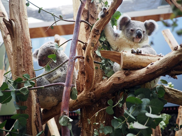 Koalajungtier Bouddi mit Mutter Mandie, Foto: Zoo Leipzig