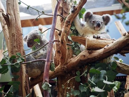 Koala-Jungtier im Zoo Leipzig wird selbstständig Koala-Jungtier im Zoo Leipzig wird selbstständig